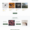 Responsive WordPress Ecommerce website using WooCommerce and Elementor